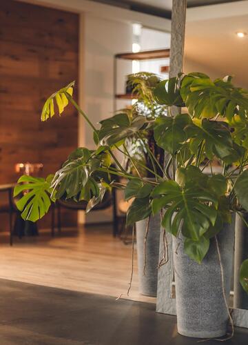 Grande pianta verde in vaso davanti a uno specchio con vista su un'accogliente sala comune illuminata da una luce calda.