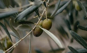 emre-ruqoemvplzq-unsplash