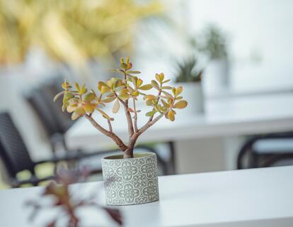 Piccola pianta in vaso con foglie verdi su un tavolo bianco in un ambiente interno luminoso e arredato in stile moderno.