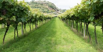 Vista lungo un sentiero verde tra due filari di viti, con un paesaggio montano sullo sfondo.