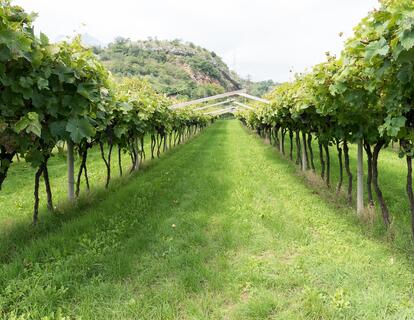 View along a grassy path between two rows of grapevines, with a mountain landscape in the background.