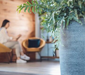 Zona relax con due poltrone davanti a una parete in legno illuminata da una luce calda e una grande pianta verde in primo piano.
